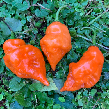 Habanada - Seeds - The Pepper Pantry (Formerly Marie Sharp's)
